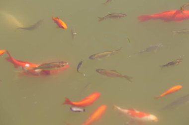 Göldeki koi balığı.