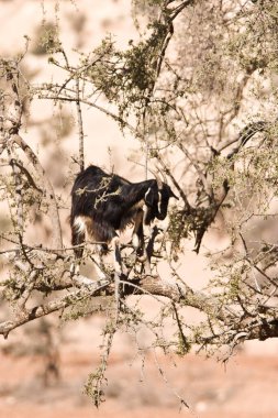 Doğadaki bir grup vahşi at.