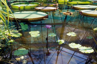 Gölette nilüfer çiçeği