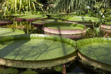 Gölette nilüfer çiçeği