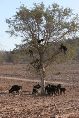 Kenya ulusal parkında bir bufalo sürüsü