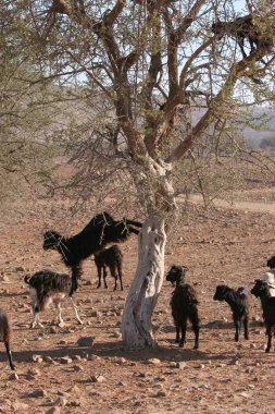 Kenya ulusal parkında bir grup vahşi at.