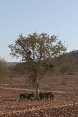 Kenya bozkırında fil sürüsü