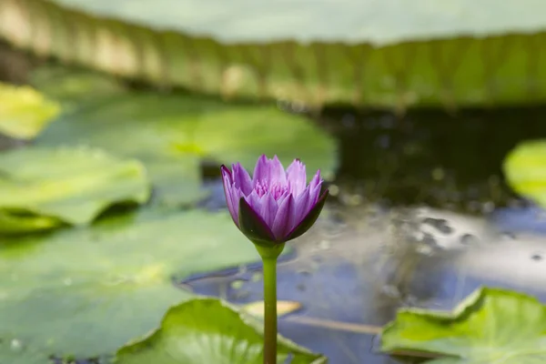 Flor Loto Rosa Floreciendo Lago Con Agua Azul —  Fotos de Stock