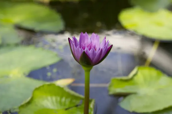 Flor Loto Estanque —  Fotos de Stock