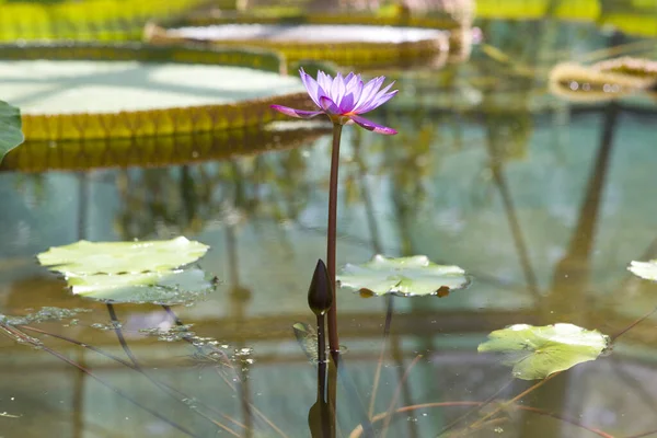 Flor Loto Estanque —  Fotos de Stock