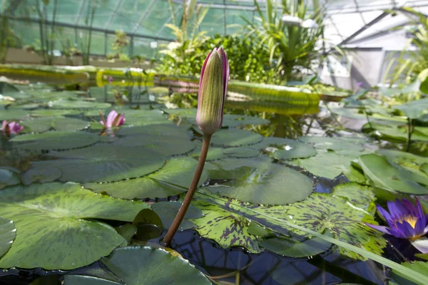 Lotusblumen Teich — Stockfoto