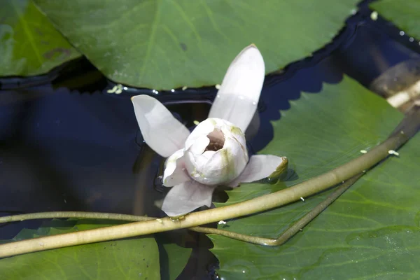 Flor Loto Estanque —  Fotos de Stock