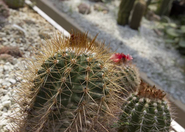 Cactus Jardín —  Fotos de Stock