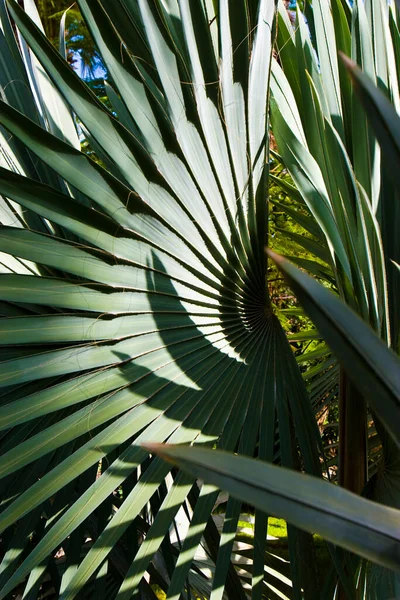 Palm Trees Green Leaves — Stock Photo, Image