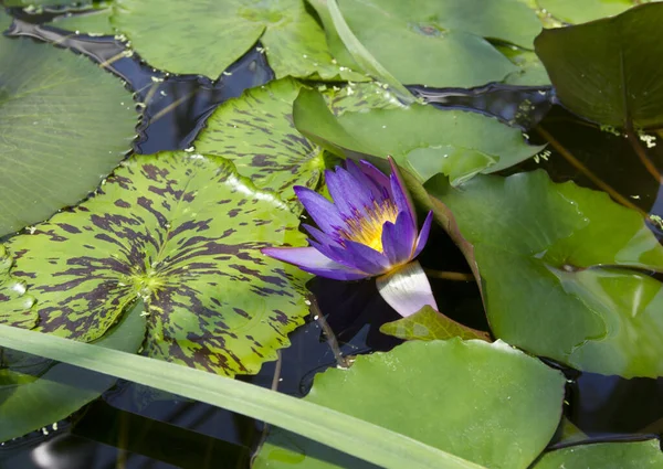 Flor Loto Estanque —  Fotos de Stock