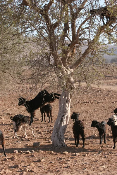 Een Groep Wilde Paarden Het Nationale Park Van Kenya — Stockfoto