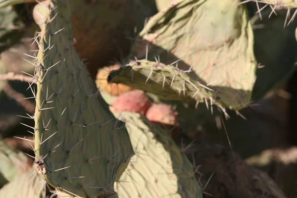 Cactus Jardín — Foto de Stock