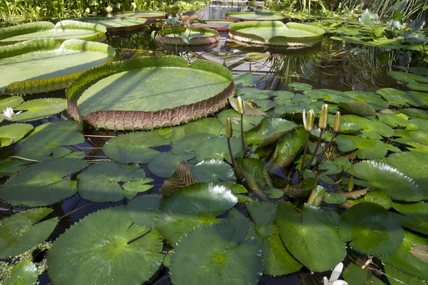 Lotusblumen Teich — Stockfoto