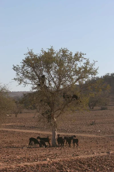 Kudde Olifanten Savanne Van Kenya — Stockfoto