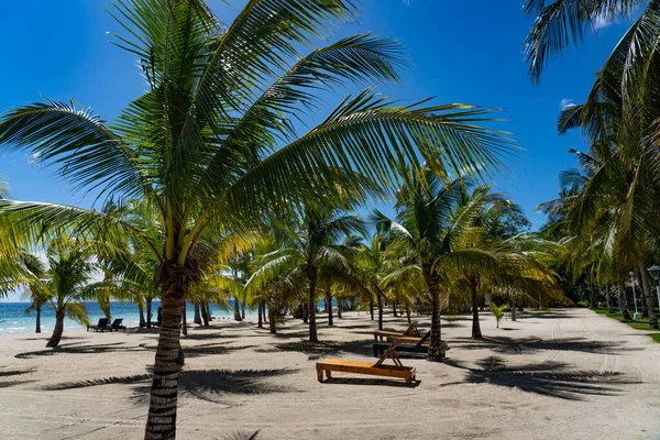 Palmen Strand — Stockfoto