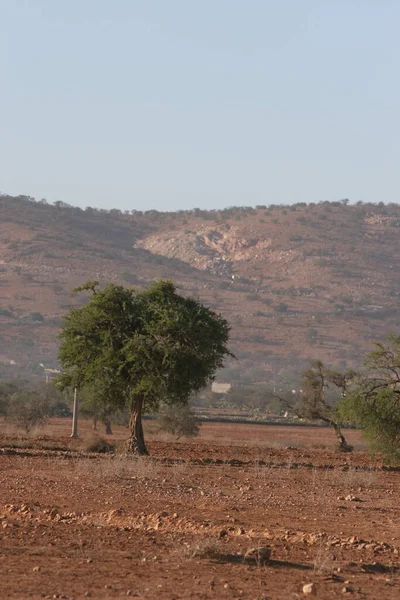 Afrikaans Woestijnlandschap Met Bomen Planten — Stockfoto