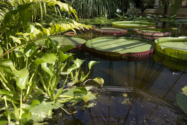 Teich Mit Seerosen Park — Stockfoto