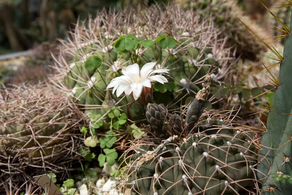 Primer Plano Cactus Jardín Botánico —  Fotos de Stock