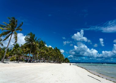 Palmiye ağaçları ve mavi gökyüzü olan tropik plaj