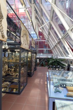 BUDAPEST, HUNGARY - 25 Mayıs 2011: Bilim Fakültesi binasındaki biyoloji müzesi. Eotvos Lorand Üniversitesi (ELTE) Macaristan 'ın en büyük ve en eski üniversitesidir..