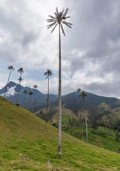 Cocora Tal Der Regenzeit Den Anden Kolumbien — Stockfoto