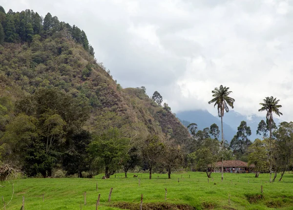 Valle Del Cocora Colombia —  Fotos de Stock