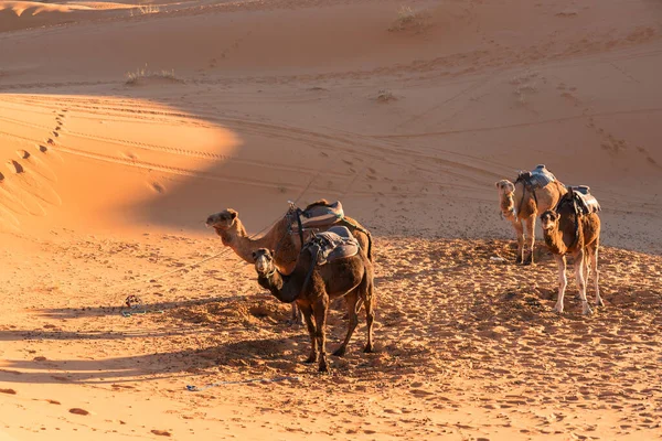 Chameaux Dans Désert Sahara Maroc — Photo