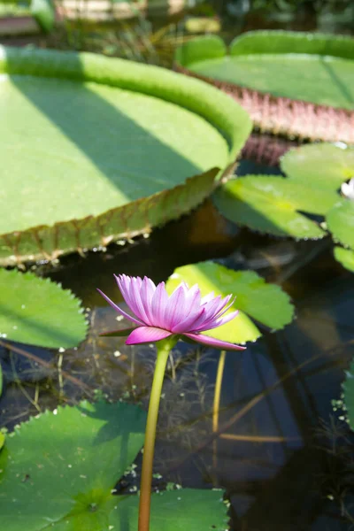 Bellissimo Fiore Loto Nello Stagno — Foto Stock