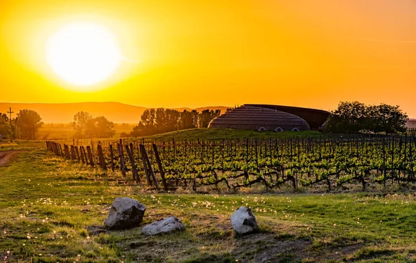 Vineyard Sunset — Stock Photo, Image