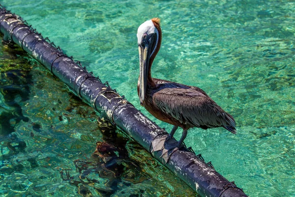 Pelicano Selvagem Rosario Island Perto Cartagena Colômbia — Fotografia de Stock