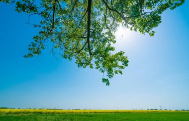 Yeşil çimenleri ve mavi gökyüzü olan güzel bir manzara.