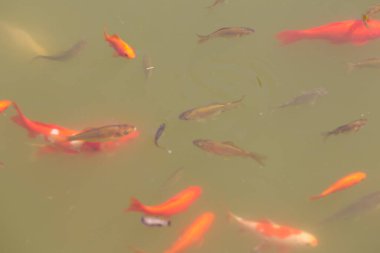 Havuzdaki güzel koi balığı