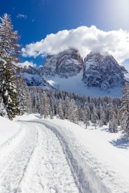 Karla kaplı ağaçlarla kaplı kış manzarası