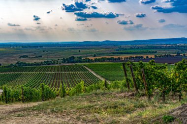 Siena, İtalya 'nın üzüm bağlarının manzarası