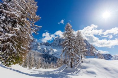 Karla kaplı ağaçlarla kaplı kış manzarası