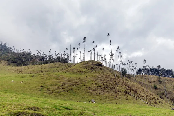 Cocora Tal Der Regenzeit Den Anden Kolumbien — Stockfoto