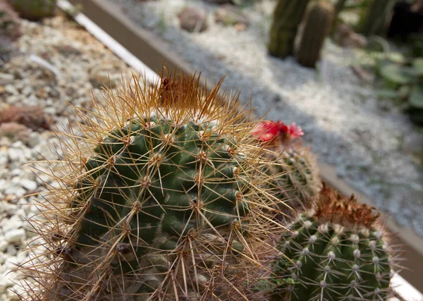 Primer Plano Del Cactus Cacerola —  Fotos de Stock