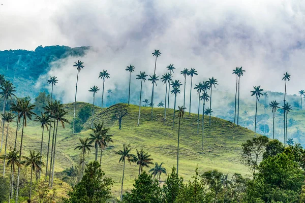 Valle Del Cocora Estación Húmeda Montaña Los Andes Colombia — Foto de Stock