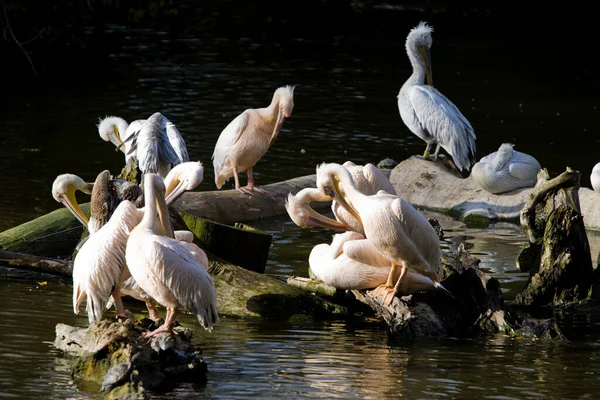 Pelicano Pelecanus Onocrotalus Grupo Aves — Fotografia de Stock