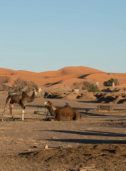 Верблюдів Пустелі — стокове фото