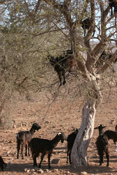 Eine Gruppe Von Wildpferden Park — Stockfoto