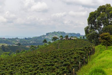 Coffee plantation in Colombia in the rainy season clipart