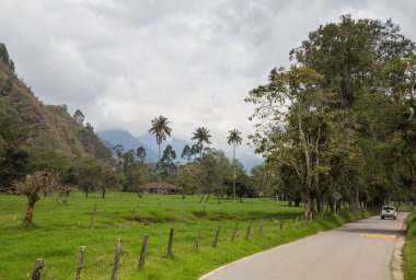 Kolombiya 'daki Cocora Vadisi