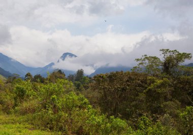 Kolombiya 'daki Cocora Vadisi