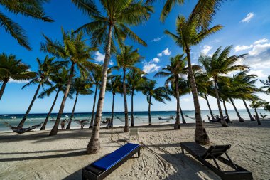 Palmiye ağaçları ve sandalyeleri olan tropik plaj