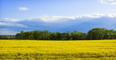 Yazın sarı tecavüz tarlası