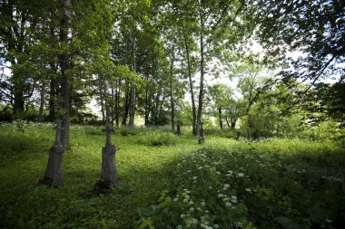 Parktaki yeşil ağaçlar