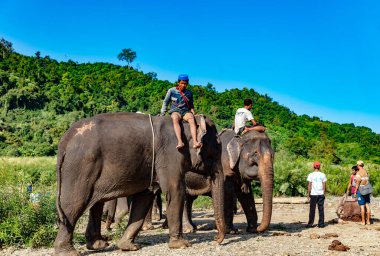 Asya 'da fillerle seyahat eden insanlar