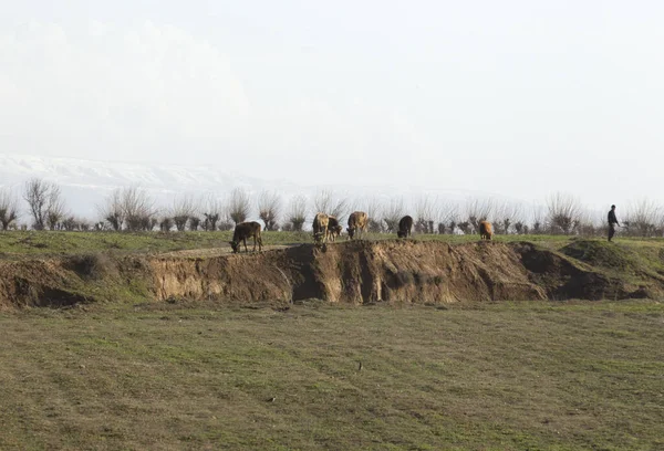 Saman Balyaları Tarlada — Stok fotoğraf